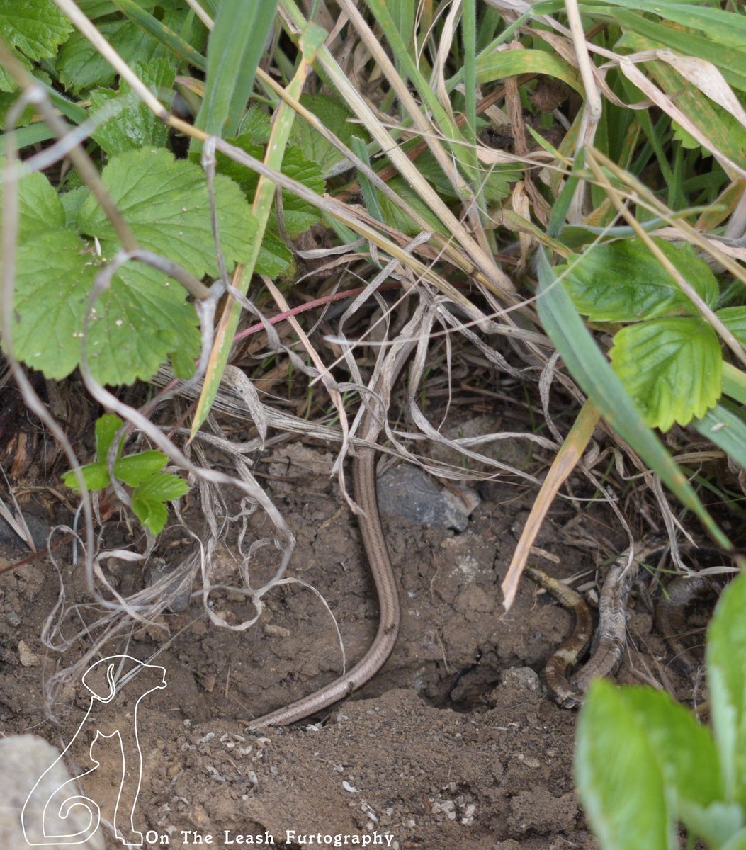 OTLFurtography's tweet photo. My first ever slow worm - with shedded skin..... it was fast. #NaturePhotography #snakes #wildlifewednesday #photography #photoshoot #nature @RSPBEngland #WorldSnakeDay #Squamata #Anguidae #Anguisfragilis #lizard #NotASnake #PICTUREOFTHEDAY @Natures_Voice @WildlifeTrusts https://t.co/NcE5lOWsCb