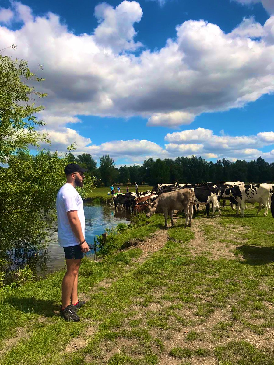 hot and thirsty cows yesterday lunchtime!
