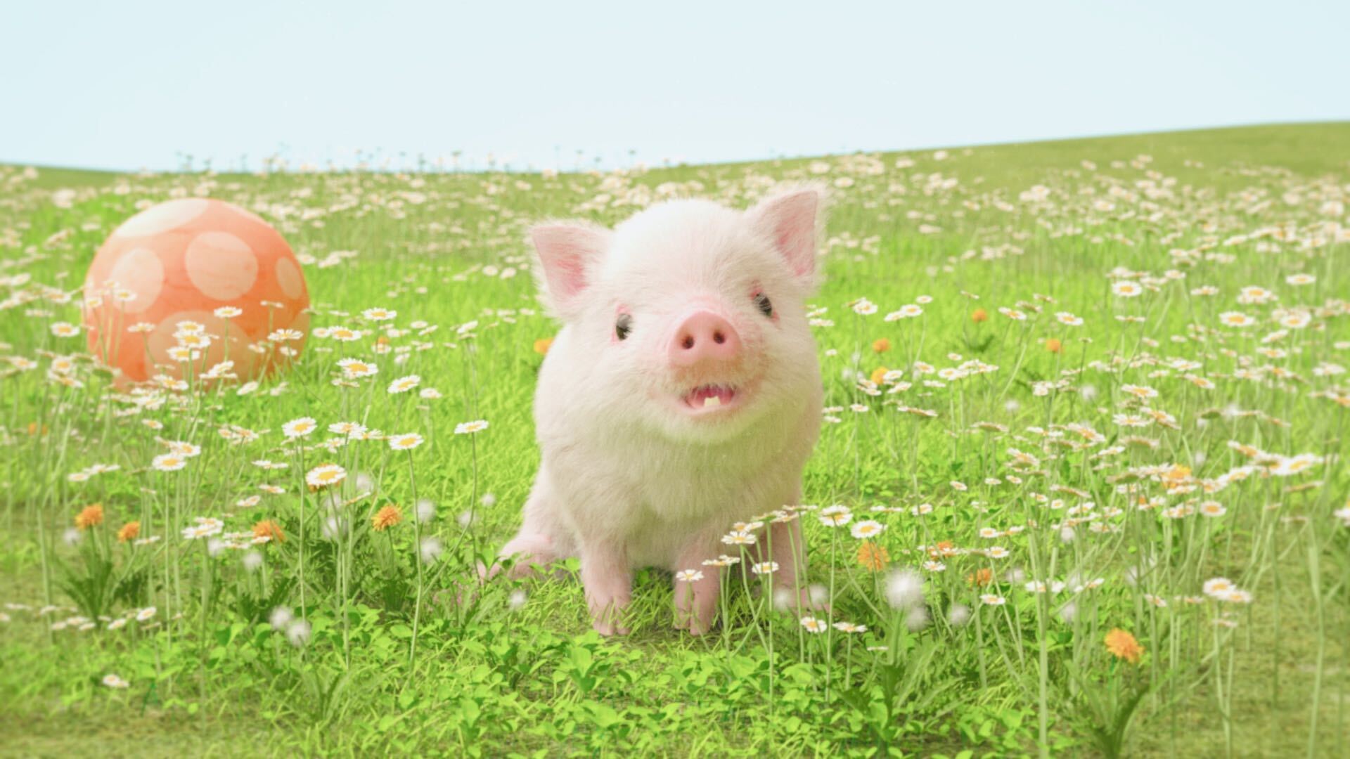 マイクロブタのピンキー ツイッターはじめました マイクロ仔ブタのピンキー Pinky です これからよろしくね たくさんお友達ができるといいなぁ マイクロブタ 動物好きな人と繋がりたい 動物 T Co Pa4ilbph5o Twitter