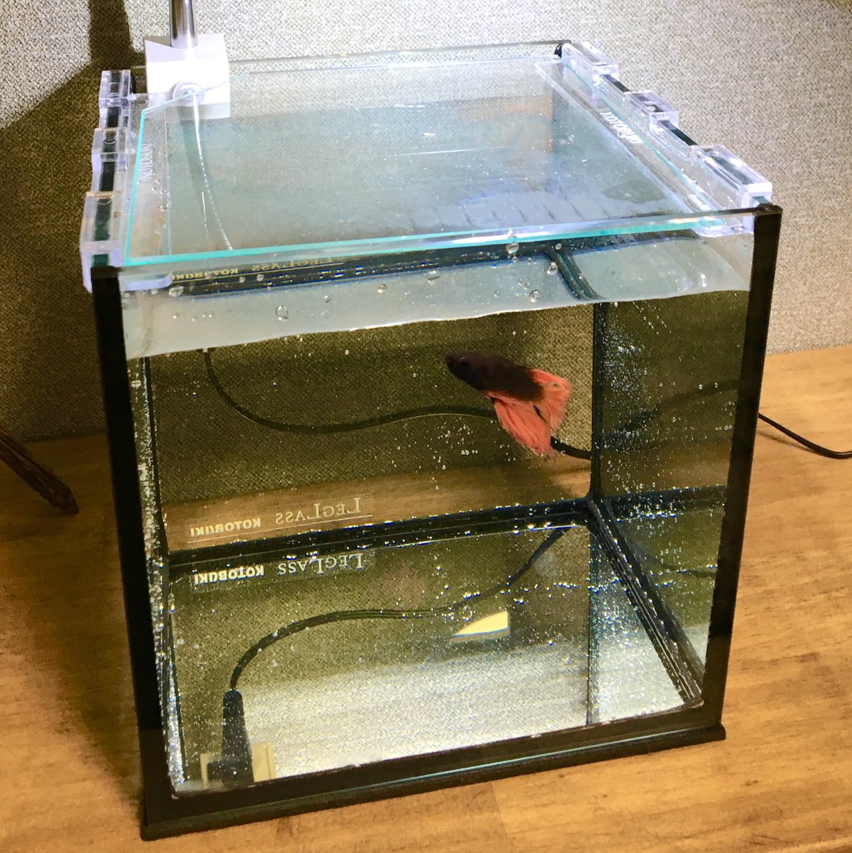 mo_Apistogramma's tweet photo. ベタ買って来たー🐠

コトブキのクリスタルキューブ水槽、前まで���味無かったけど、よくよく見たらすごくカッコいい！
あと何個か欲しいところ！

#ベタ
#クリスタルキューブ https://t.co/tnqOlaW5J7