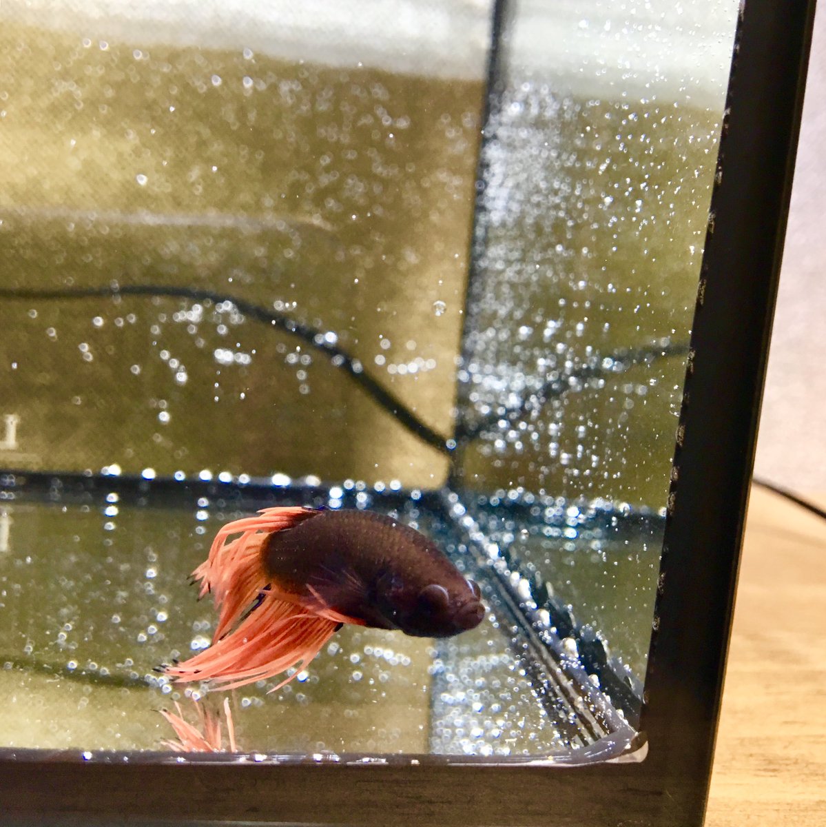 mo_Apistogramma's tweet photo. ベタ買って来たー🐠

コトブキのクリスタルキューブ水槽、前まで���味無かったけど、よくよく見たらすごくカッコいい！
あと何個か欲しいところ！

#ベタ
#クリスタルキューブ https://t.co/tnqOlaW5J7