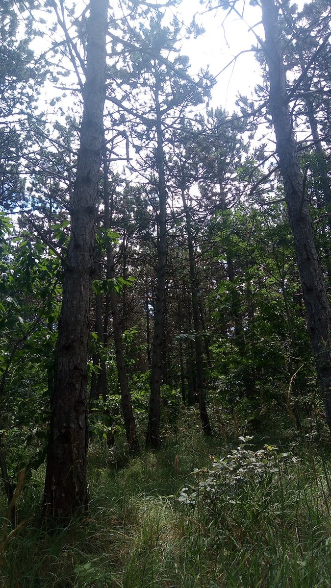 JavierGPGamarra's tweet photo. Young #AustrianPine forest with #Commonoak and #blacklocust understorey. Sollenau, Lower Austria. https://t.co/oQHVbla0s7