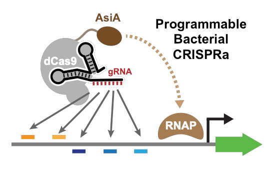 MolSystBiol's tweet photo. An evolved #CRISPR‐based bacterial transcription activator system for programmable &amp; combinatorial gene expression modulation in diverse bacteria --> https://t.co/IRUz3asGrD @harriswangnyc @wanglab_nyc @Columbia #MSBMethod #SynBio #ProteinEngineering https://t.co/3WflZQ4lRW