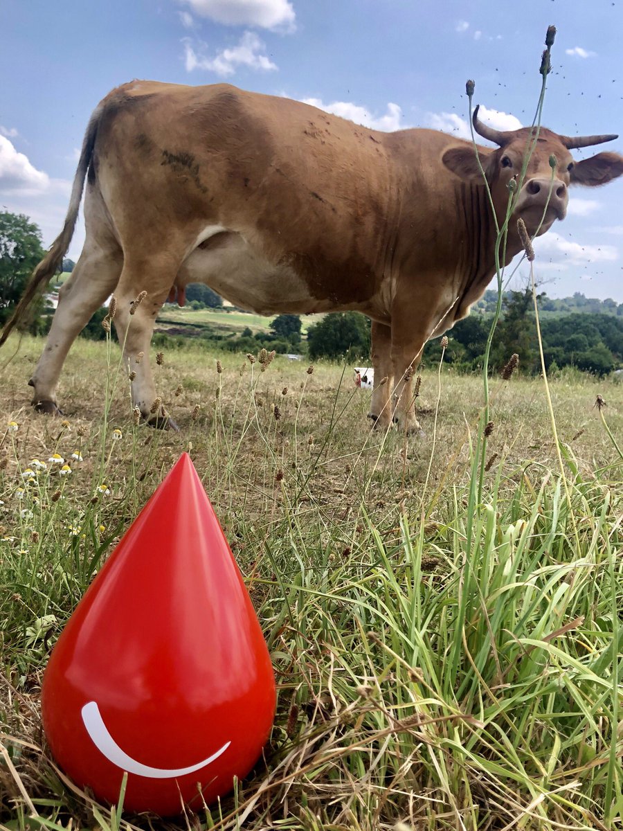 cdefslim's tweet photo. Vacances à la campagne ? ⛱🍀Pensez à aller donner votre sang, les besoins restent importants même en été !🩸❤️#EFs #dondesang #sauverdesvies @EFS_dondesang https://t.co/Z3F71IZvCR
