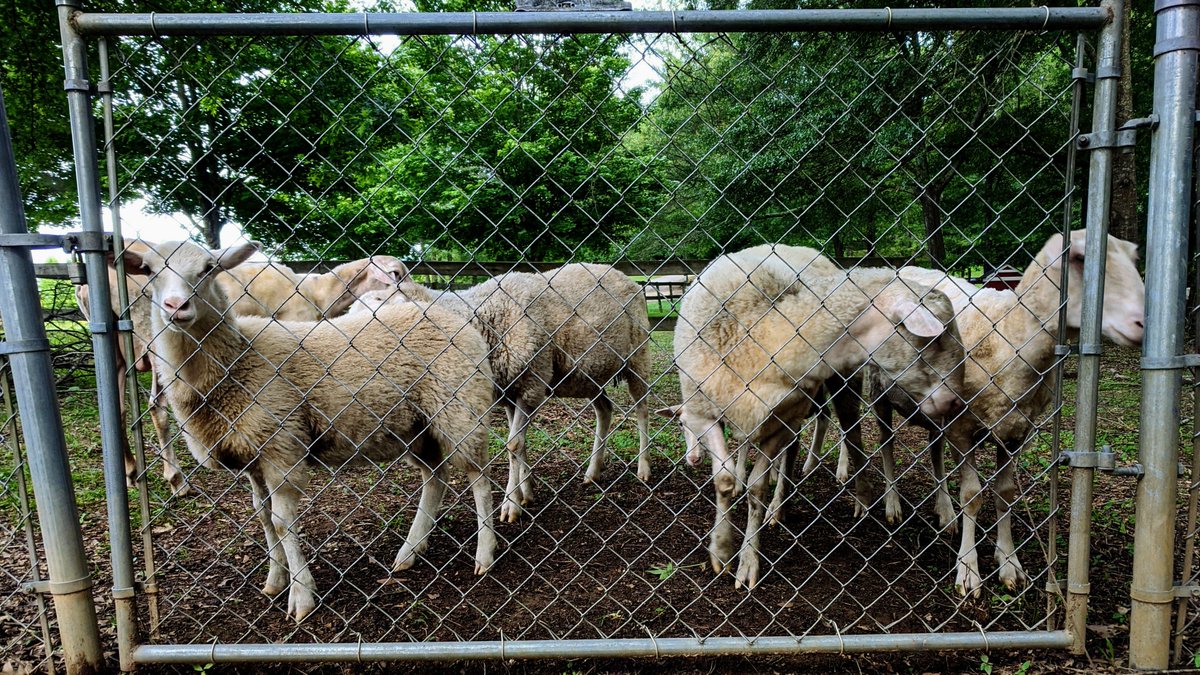 Neighbor's sheep