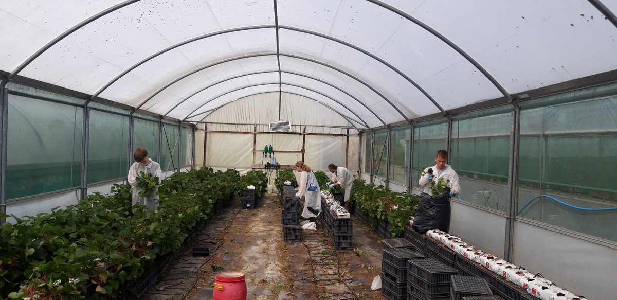 PappRupar's tweet photo. The 2020 @Bio4safe1 strawberry exp @NIABEMR is done.Measurements taken, plants sampled.Many thanks to all involved for successful completion despite the COVID-19 challenges. 
May the data crunching commence!
@Interreg2Seas @ResearchUGent @pcsierteelt @ISA_Lille @ProeftuinZwaagd https://t.co/fhvzT4bFV9
