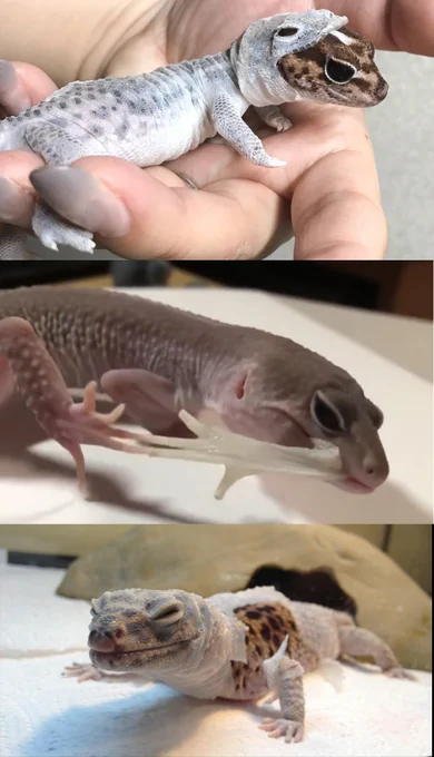 Shedding can be a beautiful thing! 
For my new followers, this is based on my comic entry Rockababy! Please go support with Like, comments and ratings! It would mean the world to me! 
https://t.co/LVulz48ezS 