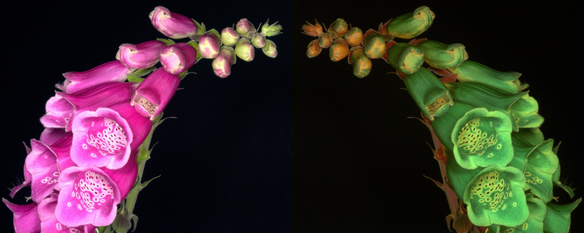 Jolyon Troscianko on Twitter "I've managed to take some beevision UV