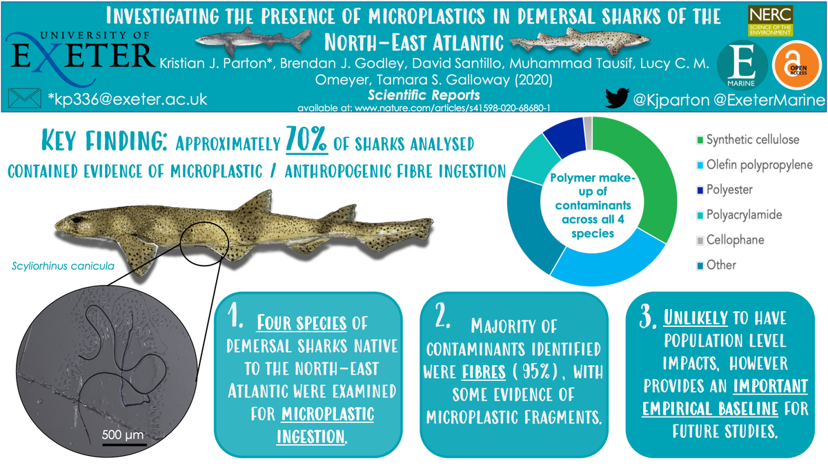 KjParton's tweet photo. NEW research out today in @SciReports! Empirical comparative evidence of #microplastic ingestion in demersal #sharks found off the UK coast. Provides important baseline for future research. Please LIKE &amp; RT! Available at: https://t.co/hDwk4blEfy #PlasticPollution #ExeterMarine🦈 https://t.co/JvIDhpmdh2