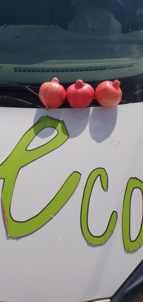 ecologicval's tweet photo. Mirad quien se ha dejado caer por aquí.
#GranadaEco
#Bio #Eco #Organic
#LlauradorsDeSomnis https://t.co/2xhVHQkveg