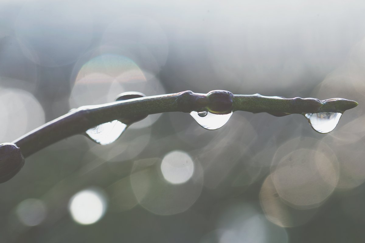 #heftineigenhanden!

Waterschaarste neemt toe. Ook wij zijn ons hiervan bewust. Binnen Stolk Flora – Your Natural Orchid wordt het water dan ook 100% hergebruikt! 

Er zijn ook genoeg mogelijkheden om zelf je waterverbruik te verminderen. Kijk eens op: 

natuurenmilieu.nl/themas/voedsel…