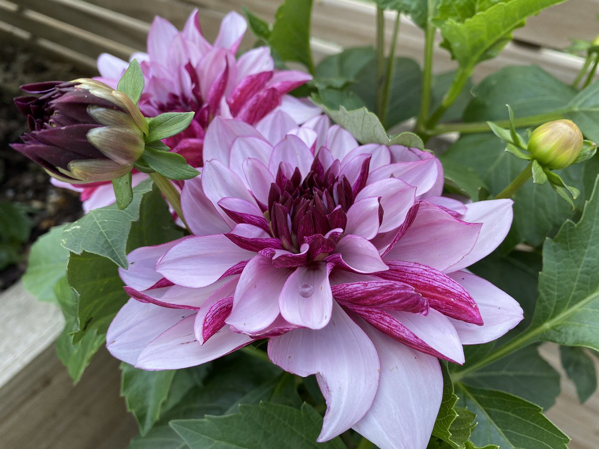 MyLilleygarden's tweet photo. Wonderful wednesdays continue! Going to Sarah Raven at Perch Hill today for open day. Picnic packed,off we go! #wednesdays #gardens #dayou https://t.co/sdMIEHfkAI