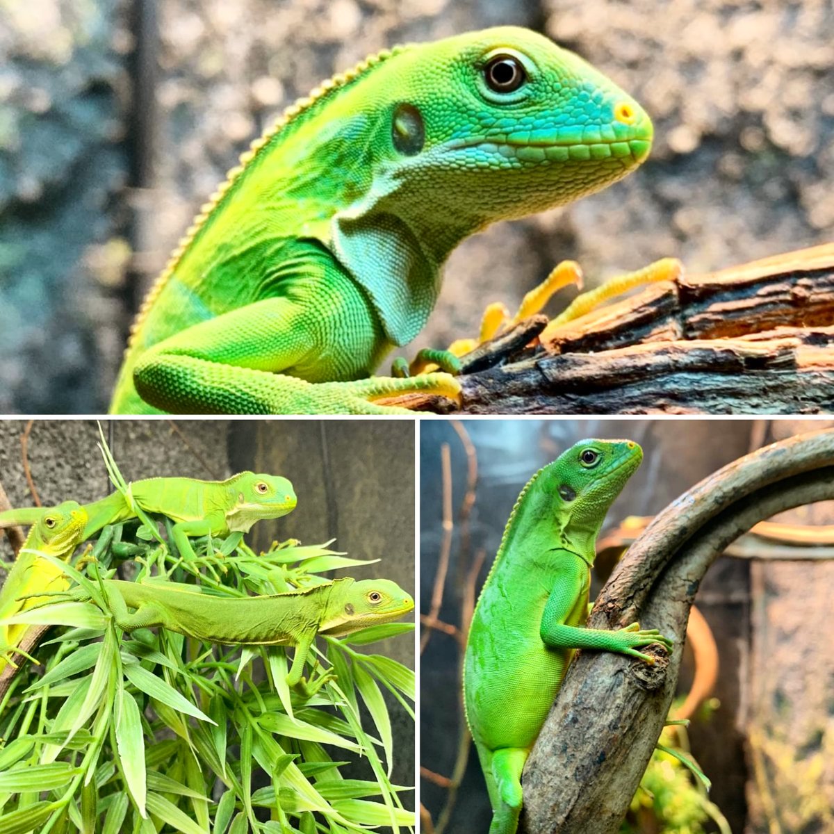 ColchesterZoo's tweet photo. We are delighted to announce that our two endangered Fiji banded iguanas, Koro &amp; Kalara, have welcomed 1 male and 2 females hatchlings! 🦎😊#NewArrival #Endangered #Iguna #ColchesterZoo

Read more here>https://t.co/pJiiXWfn5a https://t.co/zg8quadPtl