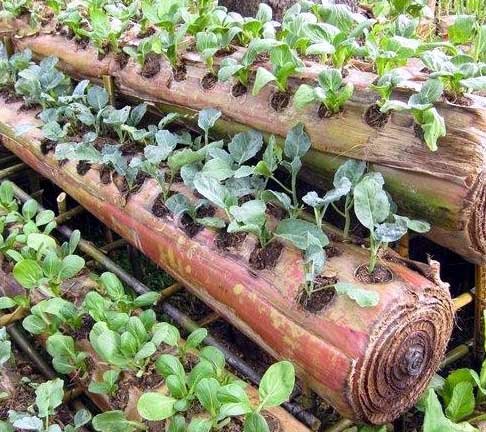 Musim Kemarau Tetap Produktif di Lahan Sempit

Mau beralih hidroponik, blm cukup biaya.
Gunakan sistem Gedebogponik (Gedebog sbg madia tanam)

Sawi, kangkung, bayam, seledri, tdk membutuhkan tambahan air sampai panen

#BanggaBertani
#programfolback
<a href="/TheArieAir/">Arie Dirgantara</a> 
<a href="/PakTaniMuda/">Saya Masih™️</a>