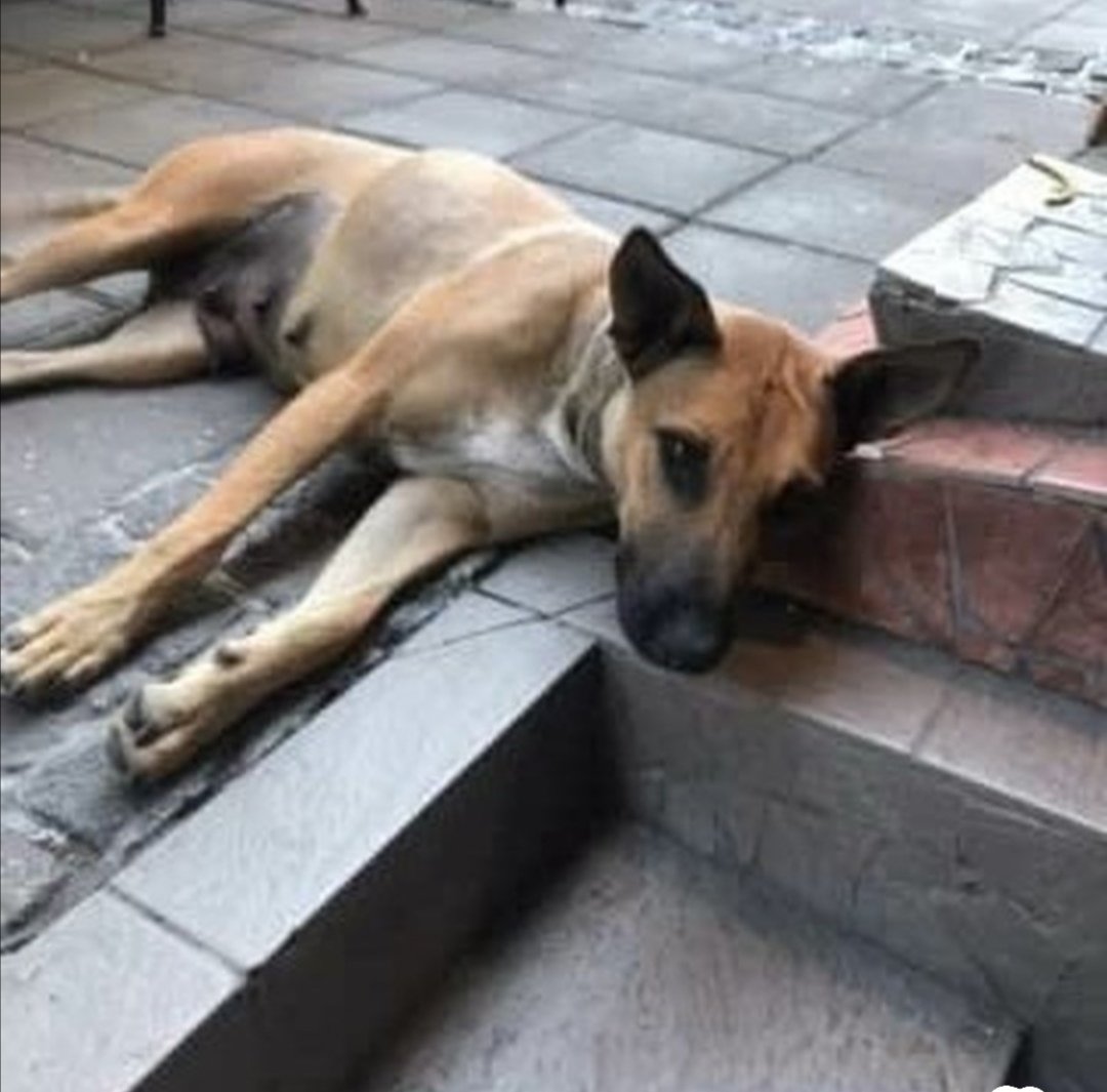 Pronađena u Hilandarskoj, Beograd, ima rez od operacije i još joj stoje konci, verovatno se izgubila. Trenutno se nalazi u Hilandarskoj 20 u cafe bar Daliju.
RT