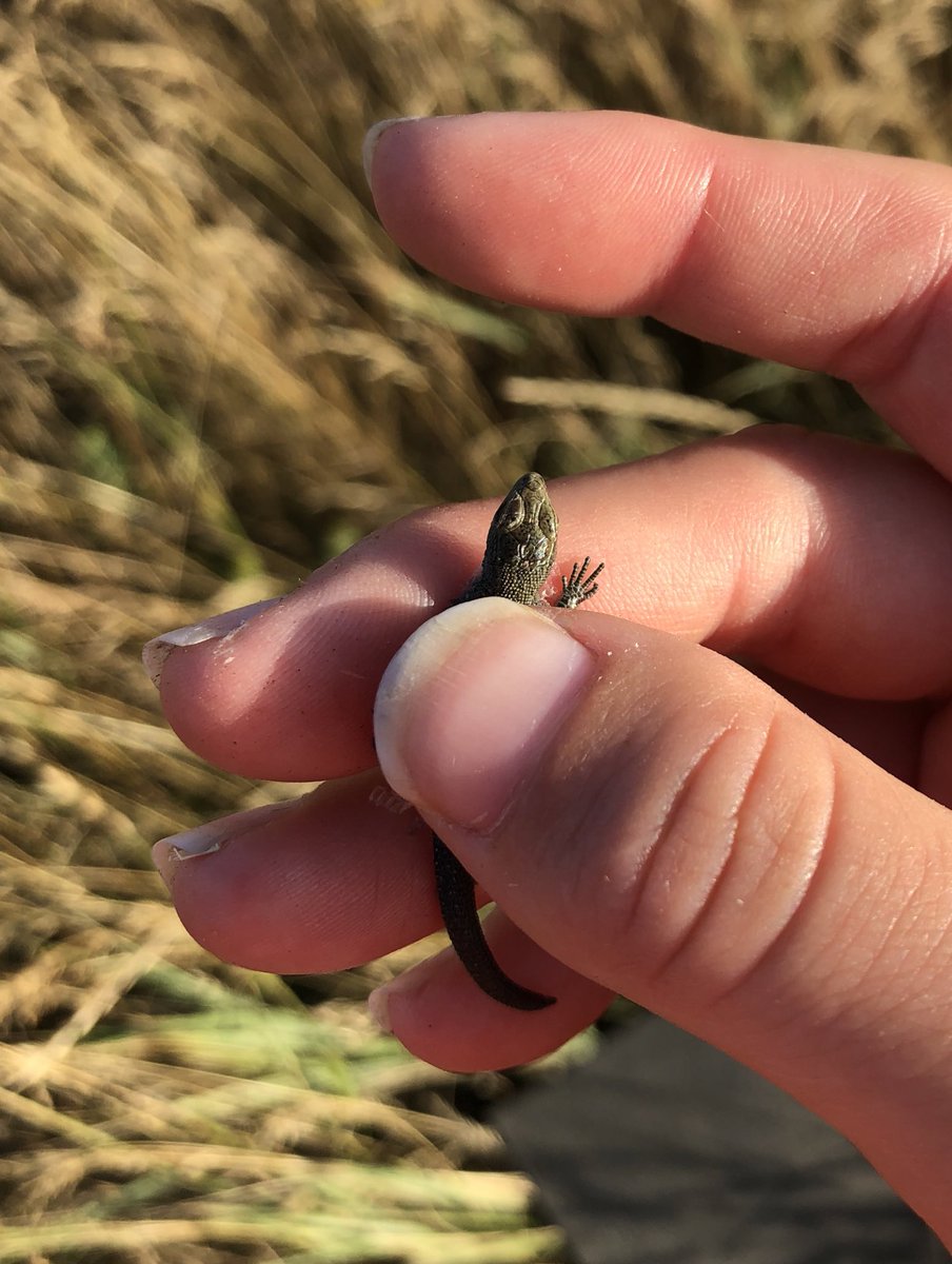 ecologymadders's tweet photo. Gatekeeper, field vole &amp; a baby lizard #ecology https://t.co/KYBsbFAWFu
