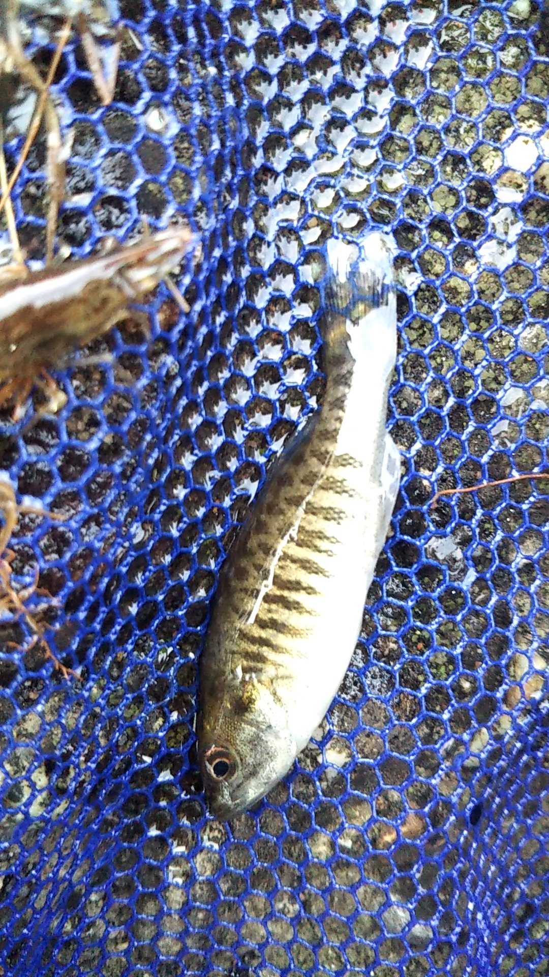 すたたぼ 生きエサ取ってたらブラックバスかブルーギルの稚魚とれたs 余笹川 生態系大丈夫か W 駆除のためにもしめてから持ち帰ってえびのエサにしよう T Co 6lgofq4ejl Twitter