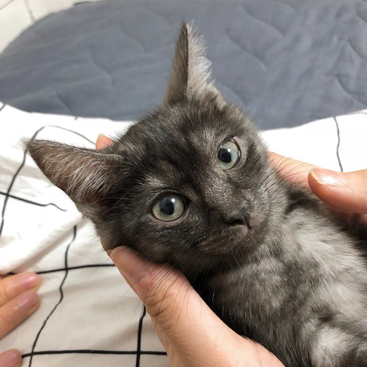 범단랑순🐯🦁🐣🐝 tweet media