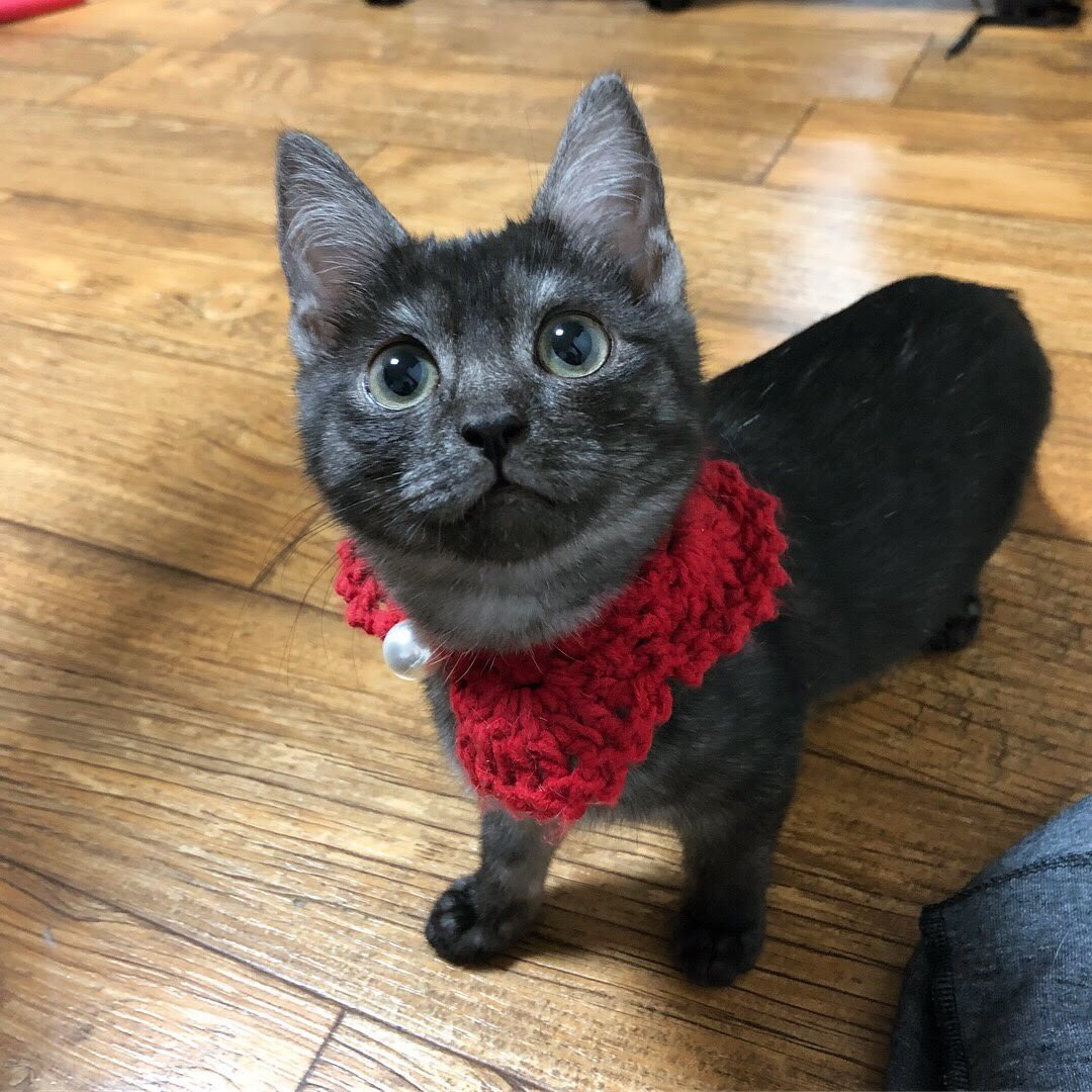 범단랑순🐯🦁🐣🐝 tweet media