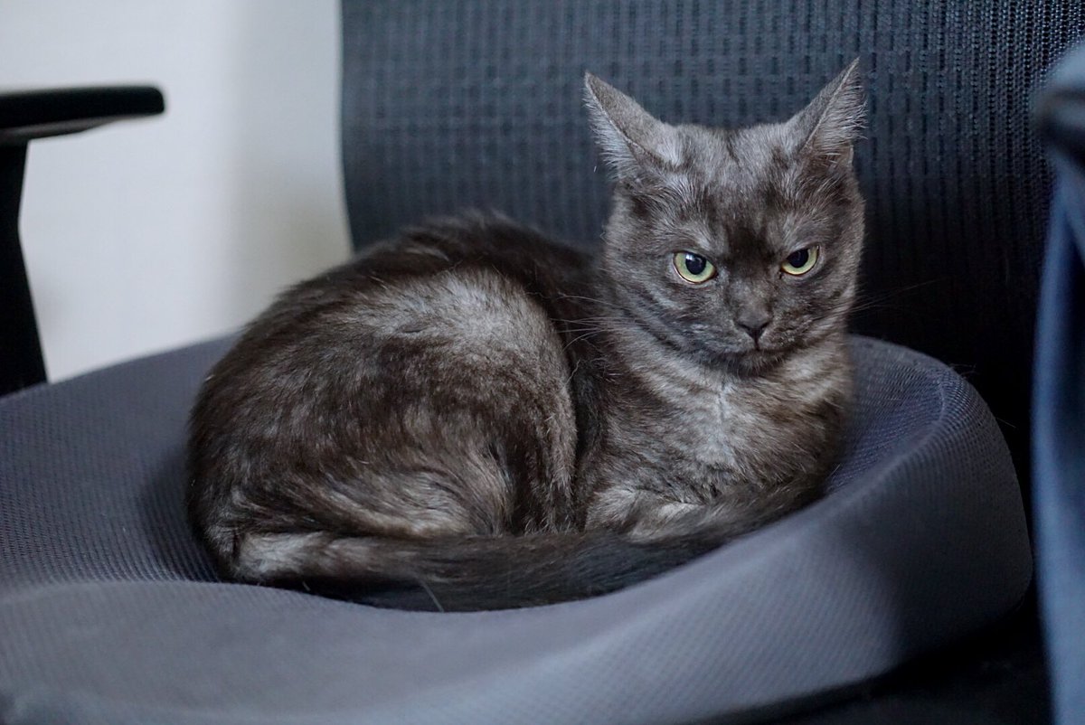 범단랑순🐯🦁🐣🐝 tweet media