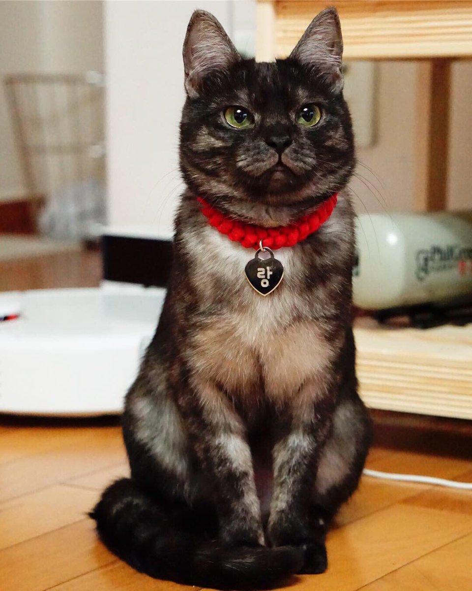 범단랑순🐯🦁🐣🐝 tweet media