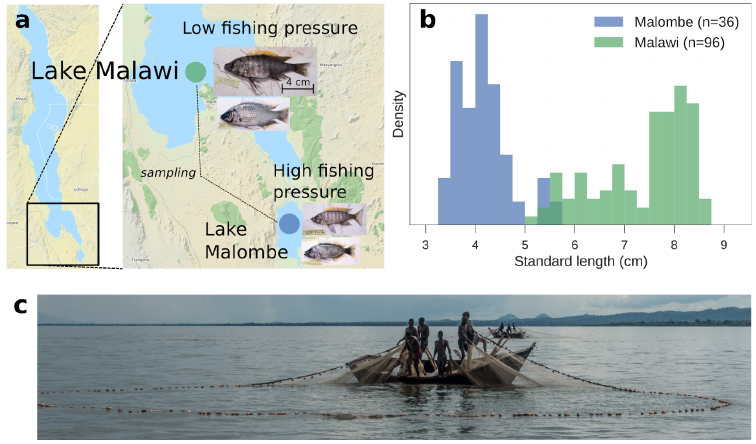 Hannes Svardal tweet media