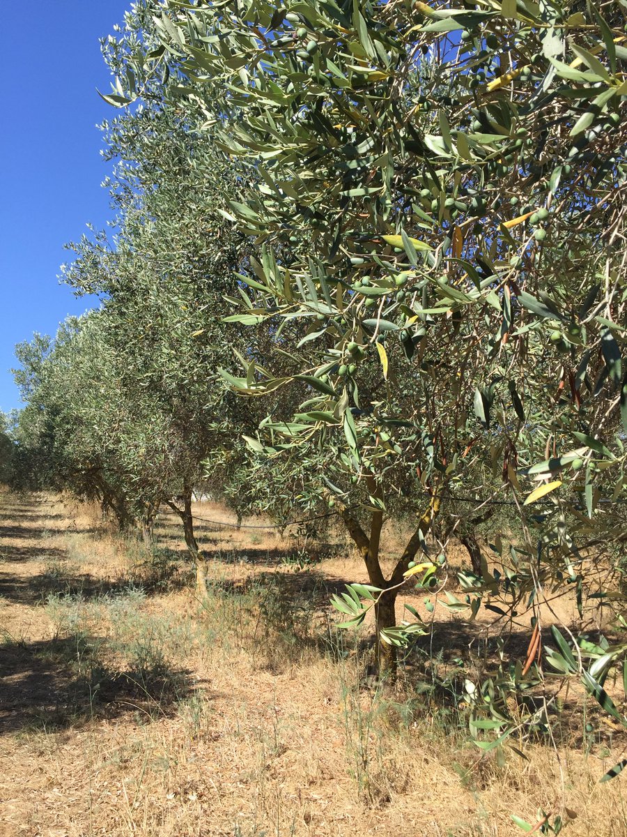 terraeolio's tweet photo. Controlli in campo
Nurra di #Sassari
#olivo #moscaolearia
#fenologia https://t.co/KbFT4LhL0q