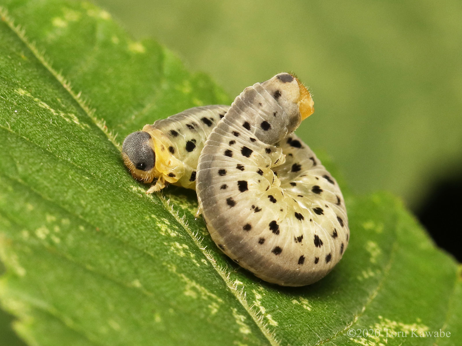 芋活 Com 公式 今日見つけたツマジロクロハバチ Macrophya Apicalis の幼虫 お尻が 帽子かぶったワンコにしか見えないので 全体は イヌ顔の蛇妖怪にしか見えない ほんとうの顔はかわいい 芋活 いもむし けむし エンチョー T Co