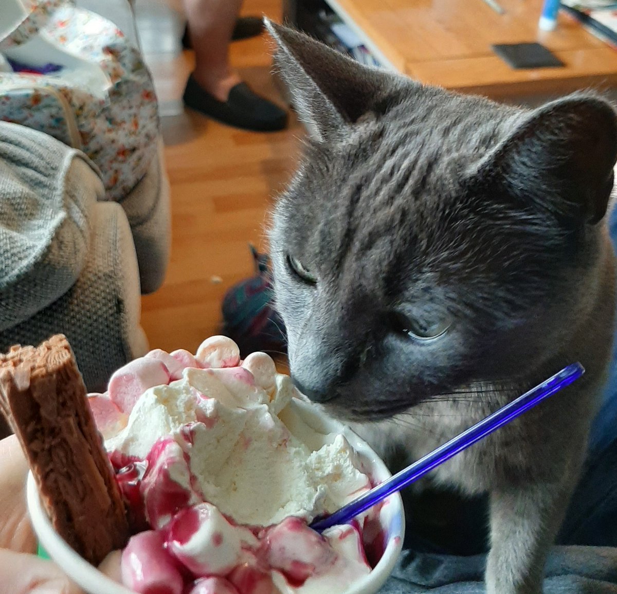 Poppy_beantoes's tweet photo. Loving this weather...ice cream time! #CatsOfTwitter #Cat #icecream https://t.co/Sp2sYlYTSl