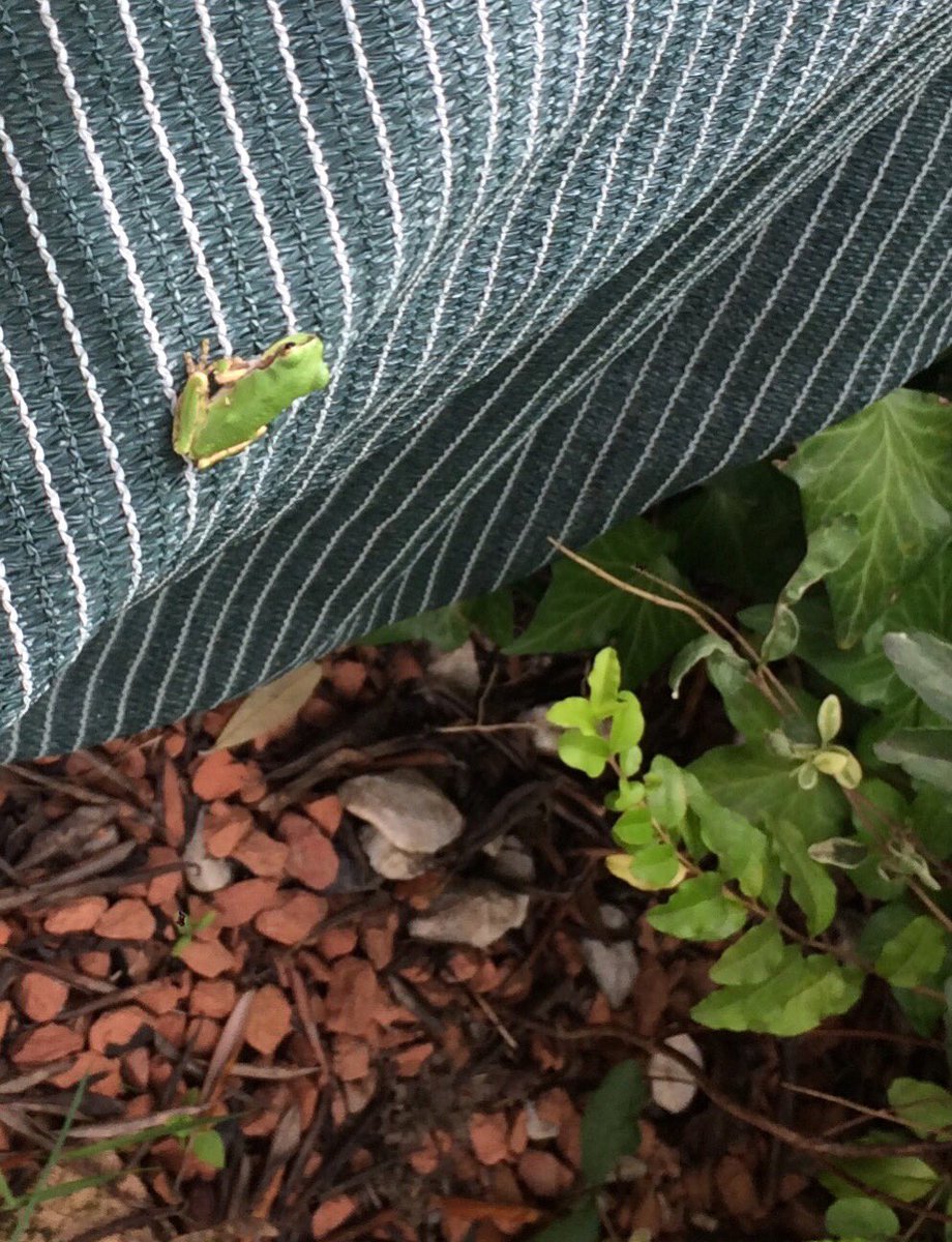 hakotto1's tweet photo. 庭に1cm程のアマガエルがいる。去年もいたヤツだろうか？もし、そうなら嬉しい😆「また、来年もここで会おう」。すぐに「来年の夢」が出来た。アマガエルには注意点がある。毒だ！だから触ったら目を触らない！触ったら、手をよく洗う事が大切だ。 https://t.co/Y4hB7ZJtnM
