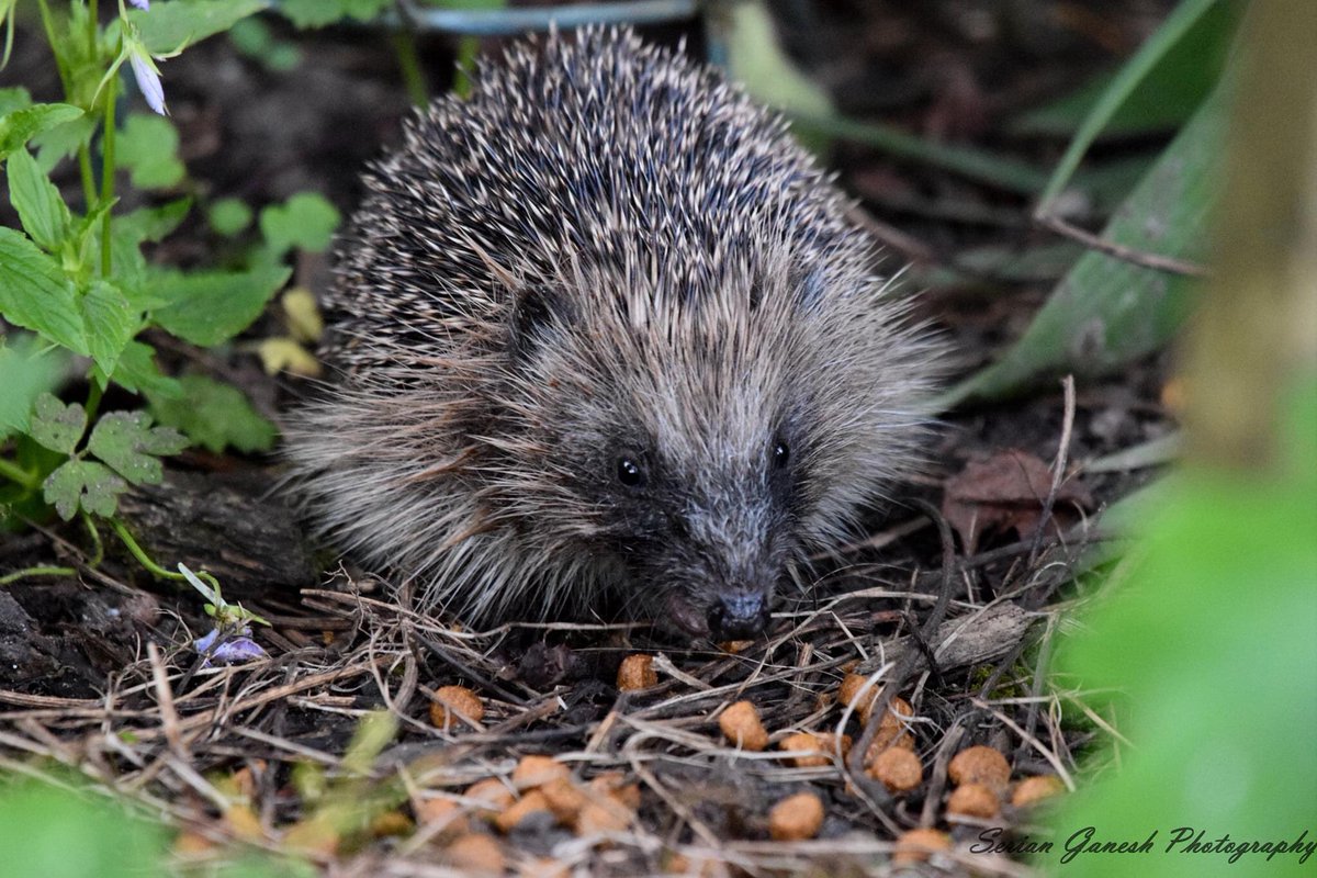 Birds_Bees_Etc's tweet photo. Hedgehog visitor in the garden last night @BBCSpringwatch @hedgehogsociety @HedgehogClose @Natures_Voice @RSPBCymru #hedgehog https://t.co/EseiTM2QVN