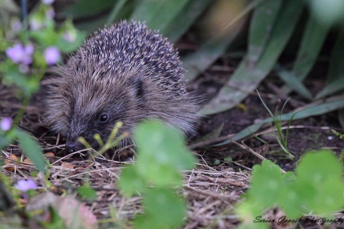 Birds_Bees_Etc's tweet photo. Hedgehog visitor in the garden last night @BBCSpringwatch @hedgehogsociety @HedgehogClose @Natures_Voice @RSPBCymru #hedgehog https://t.co/EseiTM2QVN