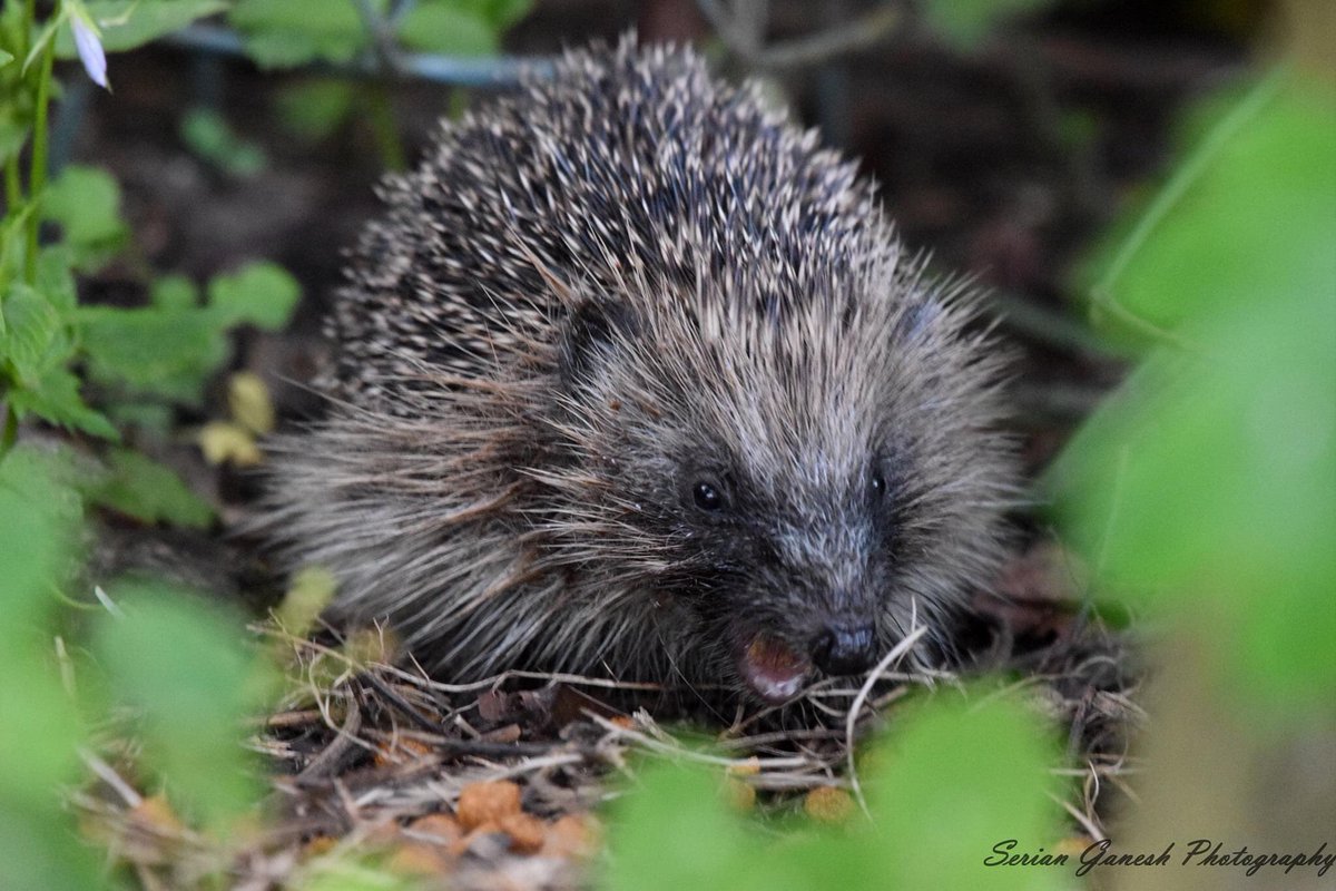 Birds_Bees_Etc's tweet photo. Hedgehog visitor in the garden last night @BBCSpringwatch @hedgehogsociety @HedgehogClose @Natures_Voice @RSPBCymru #hedgehog https://t.co/EseiTM2QVN