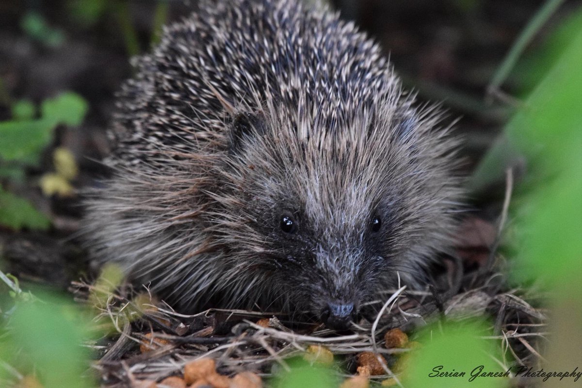 Birds_Bees_Etc's tweet photo. Hedgehog visitor in the garden last night @BBCSpringwatch @hedgehogsociety @HedgehogClose @Natures_Voice @RSPBCymru #hedgehog https://t.co/EseiTM2QVN