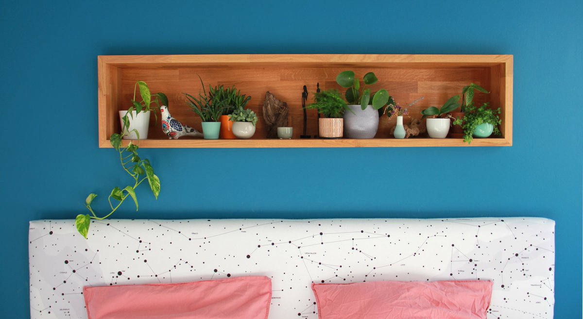 Qui a dit que les plantes n’étaient pas les bienvenues dans votre chambre ? 🤔 Découvrez notre sélection de plantes aux vertus apaisantes &amp; dépolluantes ⬇️
myquintus.com/fr/blog/chambr… #AirQuality  #plants #zen