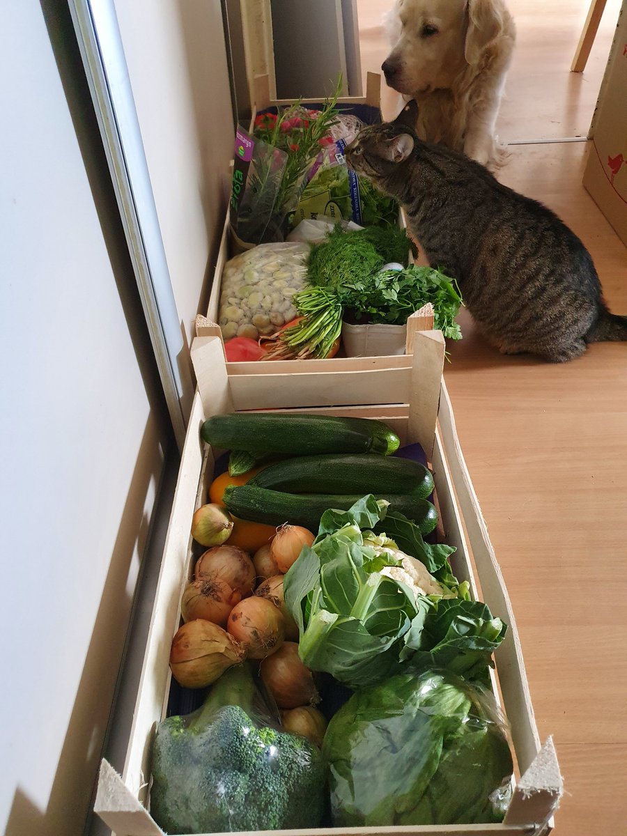 Favoreq's tweet photo. Quality control #Spinka #Speedy 🐕🐈🥦 https://t.co/RwcPjwBbMK