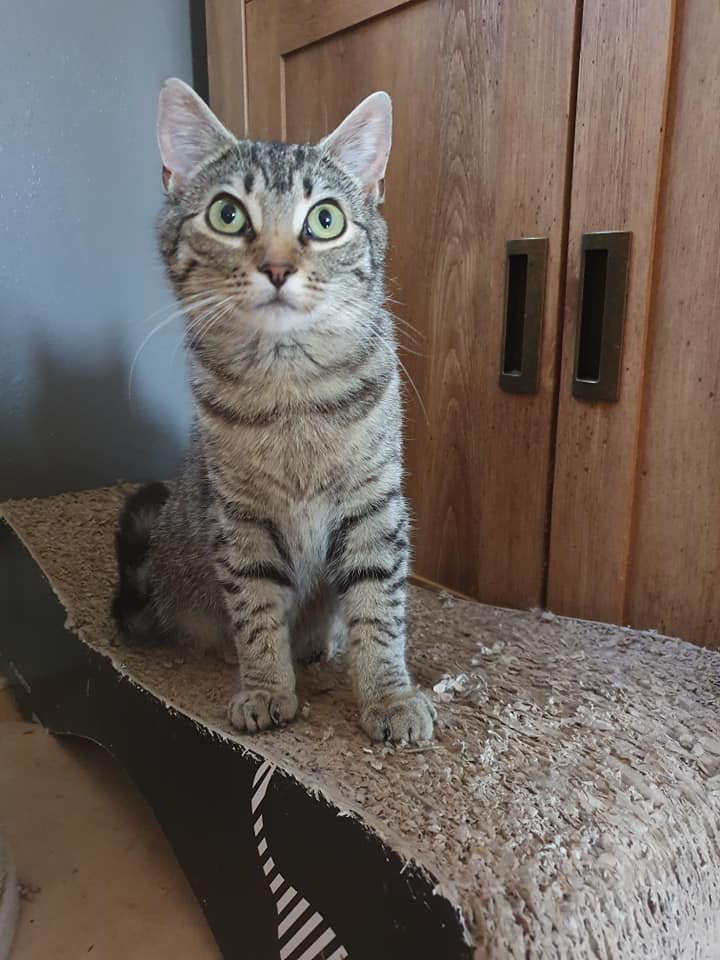 gelert01's tweet photo. #ANNIE missing from #TremEryri #Llanfairpg
Found her way through a window recently #Spayed #ShavedSide #NewHome Elderly Owner if seen contact 07402919001
@CatsMissing @dogscats_animal @PawsOutandAbout @EmmaSearchForD1 https://t.co/IBzzYPaLW3