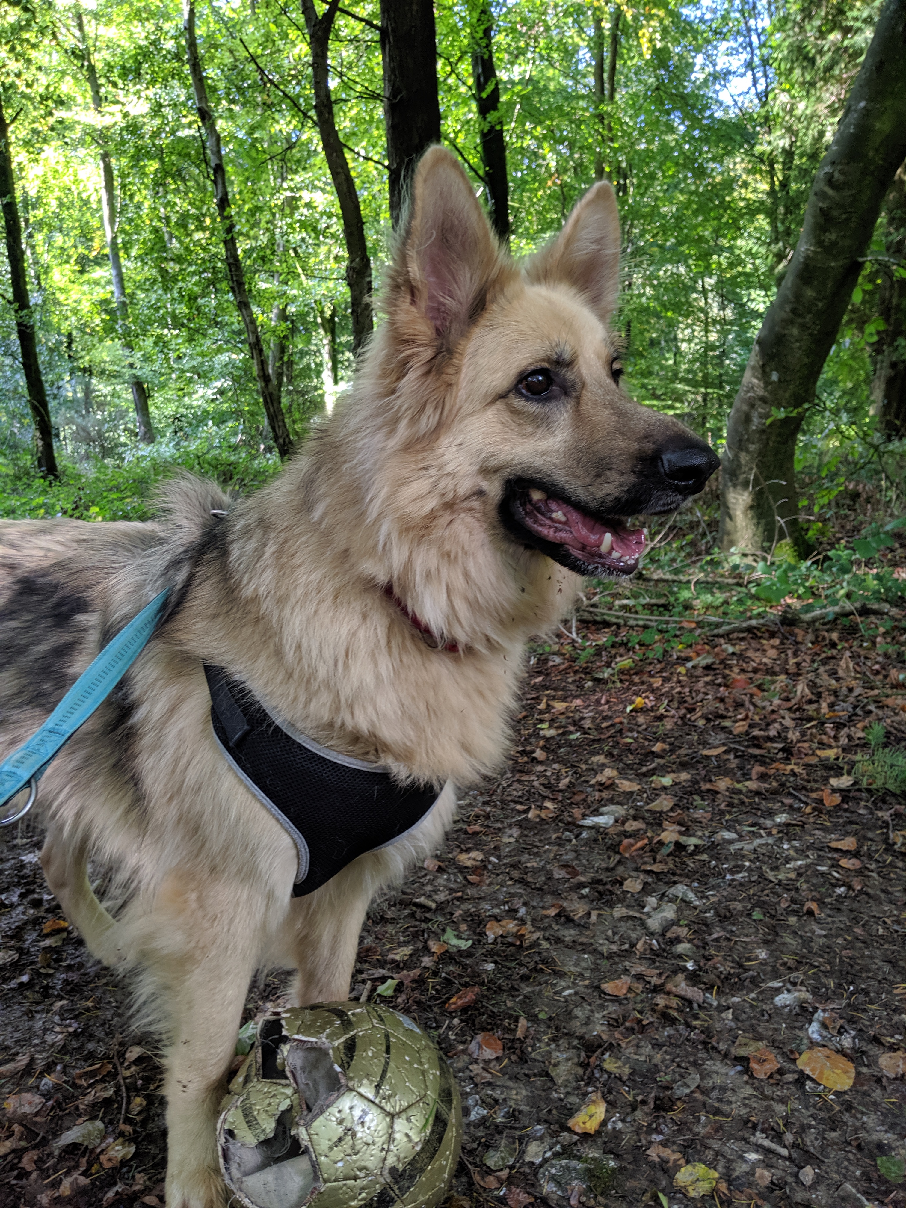 Rspca Sussex West Branch Mountnoddy Twitter