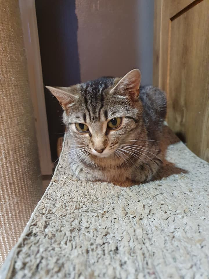 gelert01's tweet photo. #ANNIE missing from #TremEryri #Llanfairpg
Found her way through a window recently #Spayed #ShavedSide #NewHome Elderly Owner if seen contact 07402919001
@CatsMissing @dogscats_animal @PawsOutandAbout @EmmaSearchForD1 https://t.co/IBzzYPaLW3