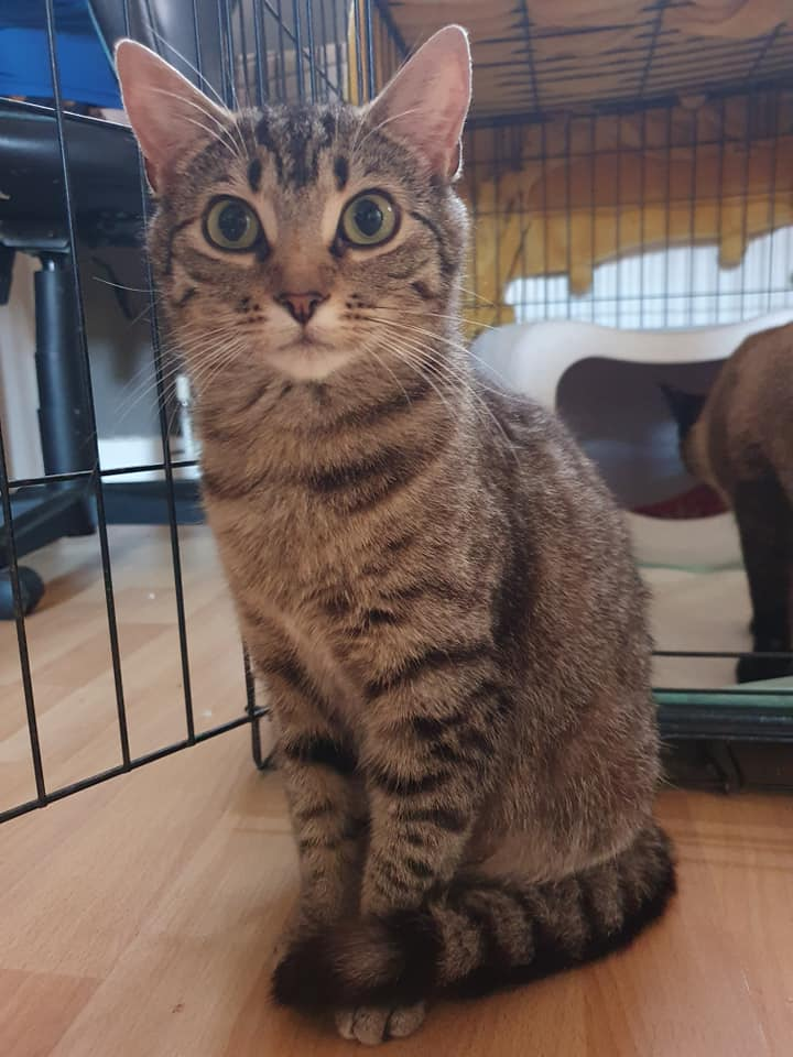 gelert01's tweet photo. #ANNIE missing from #TremEryri #Llanfairpg
Found her way through a window recently #Spayed #ShavedSide #NewHome Elderly Owner if seen contact 07402919001
@CatsMissing @dogscats_animal @PawsOutandAbout @EmmaSearchForD1 https://t.co/IBzzYPaLW3