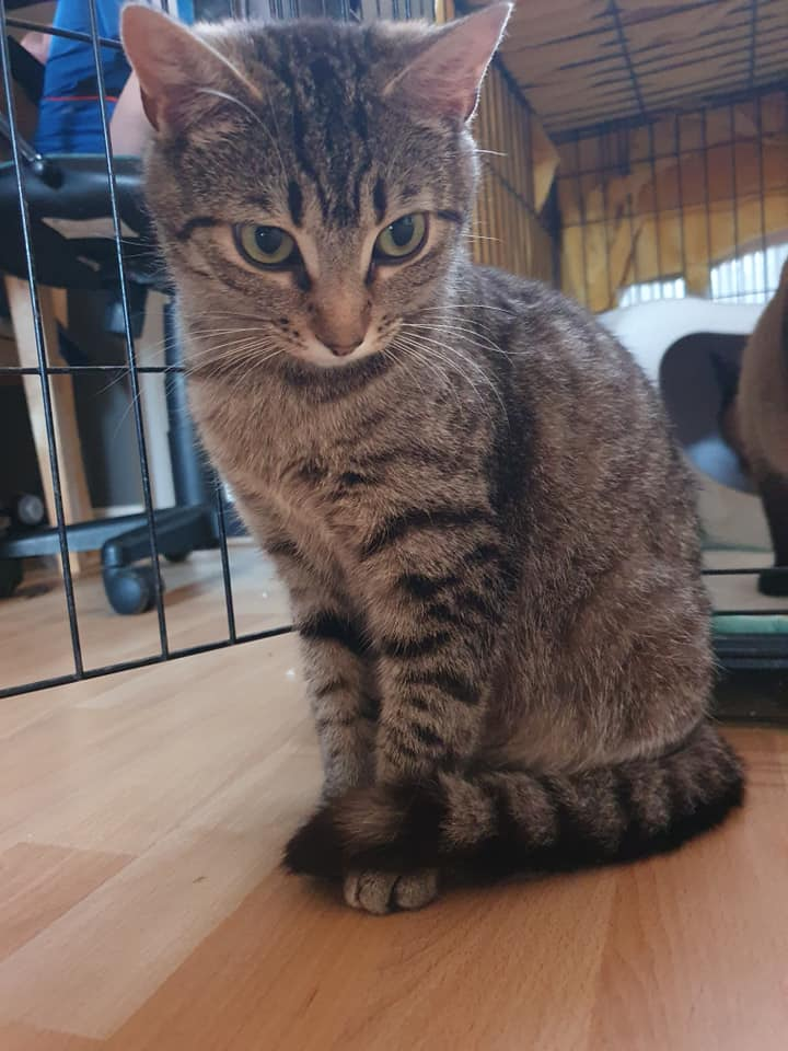 gelert01's tweet photo. #ANNIE missing from #TremEryri #Llanfairpg
Found her way through a window recently #Spayed #ShavedSide #NewHome Elderly Owner if seen contact 07402919001
@CatsMissing @dogscats_animal @PawsOutandAbout @EmmaSearchForD1 https://t.co/IBzzYPaLW3