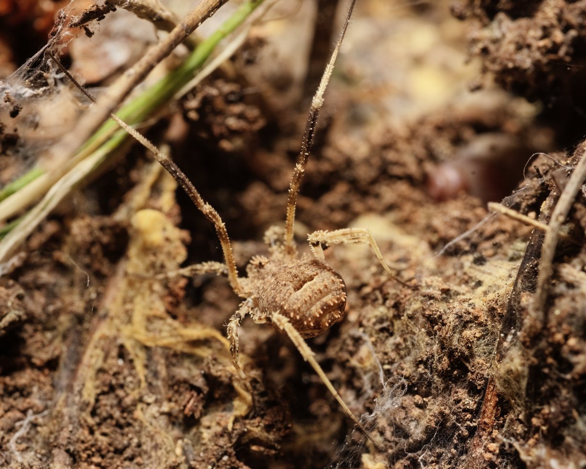 PYoPhotography1's tweet photo. A Lacinius horridus I found under a rock

#macro #macrophotography #Nature #NaturePhotography #arachnid #daddylonglegs @BBCEarth @natgeowild https://t.co/ieBHgc3m1n