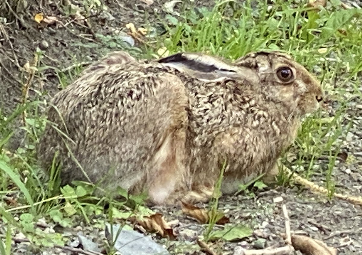 AilsaBeaton's tweet photo. Unusual to see a hare this close whilst out walking near #pratsdemollo #vallespir ⁦@OtPrats⁩ #randonees https://t.co/AmNLfeFEuz