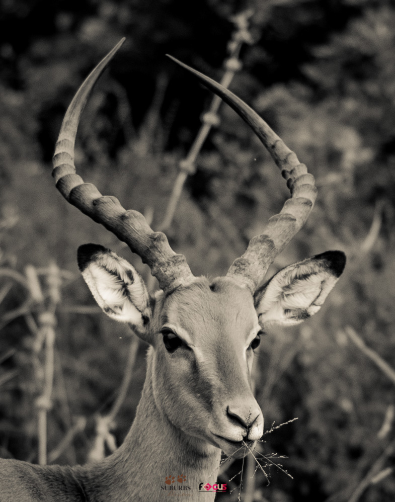 Brentfocusphoto's tweet photo. Antelopes are herbivores; they eat grass, shots and seeds. They live in the large groups called herds. Antelopes have extremely developed senses which help them detect predators while they still have time to escape. 
#Azziad
#lockdown
#PresidentUhuruKenyatta 
#railaodinga https://t.co/QBBmmj4L9m
