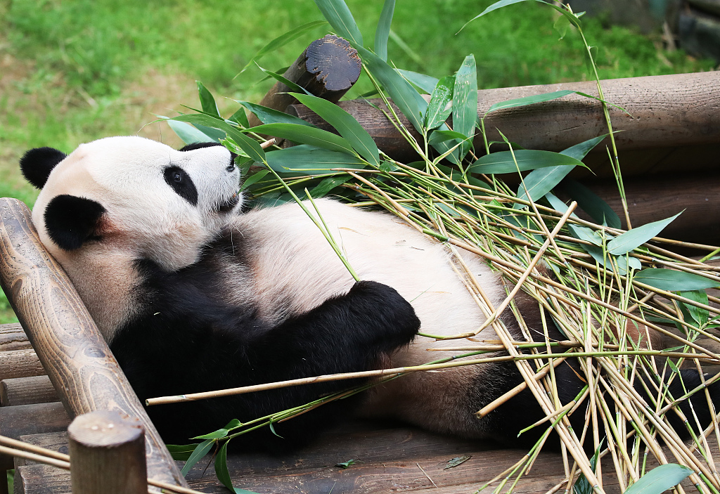 CGTNOfficial's tweet photo. When you need something, just #CallMommy! A giant #panda cub was born in South Korea for the first time via natural mating on Monday. The daddy Le Bao on Wednesday was captured chilling and enjoying the sunshine. https://t.co/TWI6yiYk8R