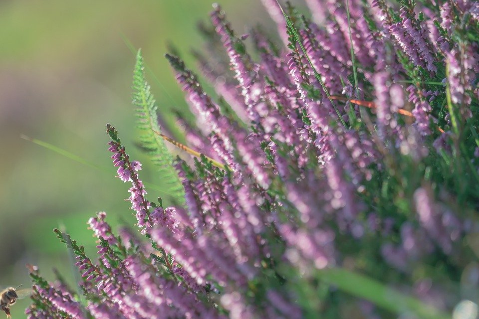 VisitSouthDowns's tweet photo. Looking for a beautiful nature reserve to get some fresh air and exercise? Head to Levin Down nature reserve, a wonderful grassland area full of gorgeous flowers and wonderful butterflies #levindown #naturereserve #southdowns #visitsouthdowns #daysout https://t.co/rxw1ML8CcI