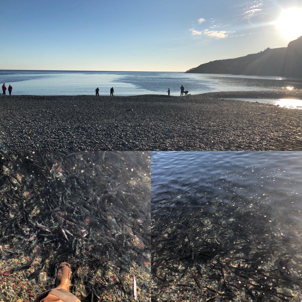 LynnMoriarity's tweet photo. Some marnin’ at Middle Cove Beach #CapelinRoll2020 #ecapelin #nlwx https://t.co/BlNbzPwhsv