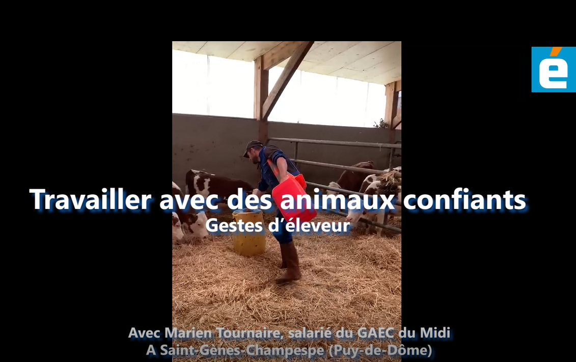 LEleveurlaitier's tweet photo. #Bienêtreanimal La parole donnée aux éleveurs. Au Gaec du Midi (AOP Saint-Nectaire), Marien Tournaire met en place un protocole @Etho_diversite d'apprentissage des génisses. #Relationhommeanimal
🎥https://t.co/cIwjhYfS4z
article👉https://t.co/1tHIWDEoQr https://t.co/oNk1nhrEQR