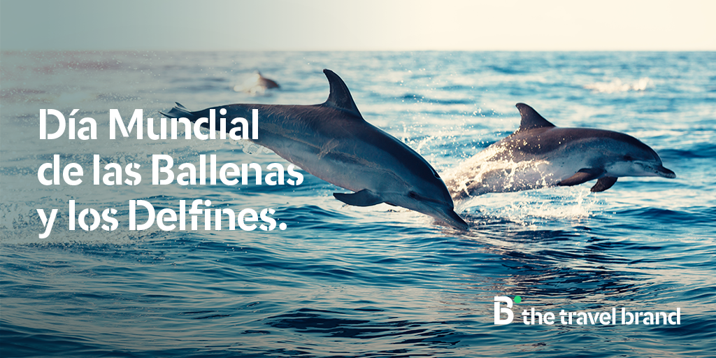 bthetravelbrand's tweet photo. Hoy celebramos el día #DíaMundialdelasBallenasylosDelfines es importante que contribuyamos a su preservación y a la conservación de su medio ambiente.
#VuelveaviajarconB #ViajarResponsable https://t.co/RdjamtlwXB