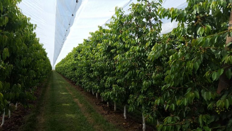 tecno_horticola's tweet photo. La #Industria #agrotextil y su uso en la #horticultura 🕸️🛡️🌳
La utilización de esta tecnología depende de varios factores como: #Clima, #plagas y #gustos cambiantes del mercado, por eso desde la empresa Arrigoni nos cuentan la solución para cada caso👉https://t.co/P1bhOe3Mqv https://t.co/wWiqlr4Ozd